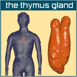 thymus