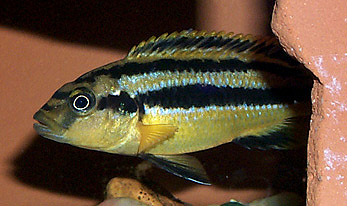 Melanochromis chipokae