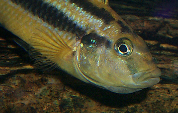 African Cichlid Growth Chart