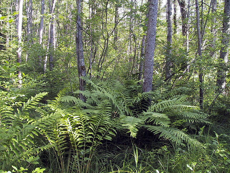 Big ferns at the New London Bog