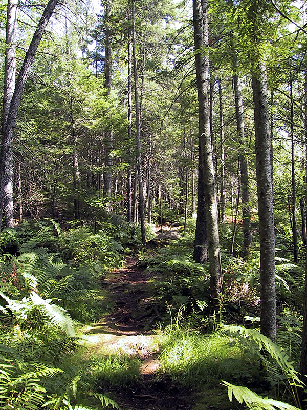 New London Bog Edge