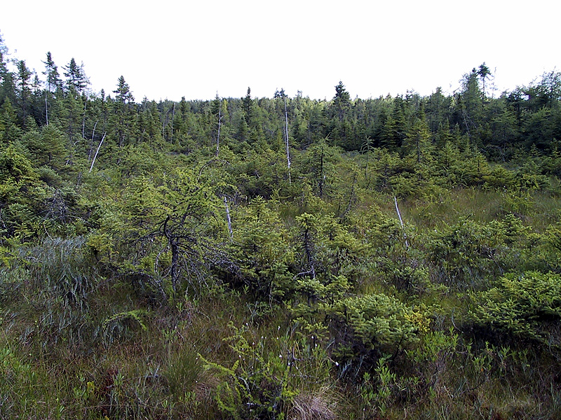 Field at the New London Bog