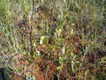 Pitcher plant