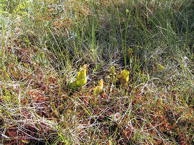 Pitcher plants at the New London Bog