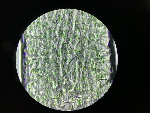 cyano fiber