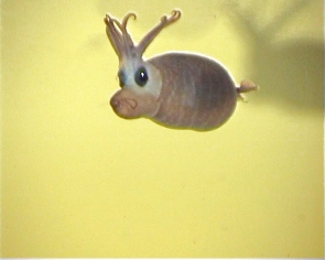 piglet squid