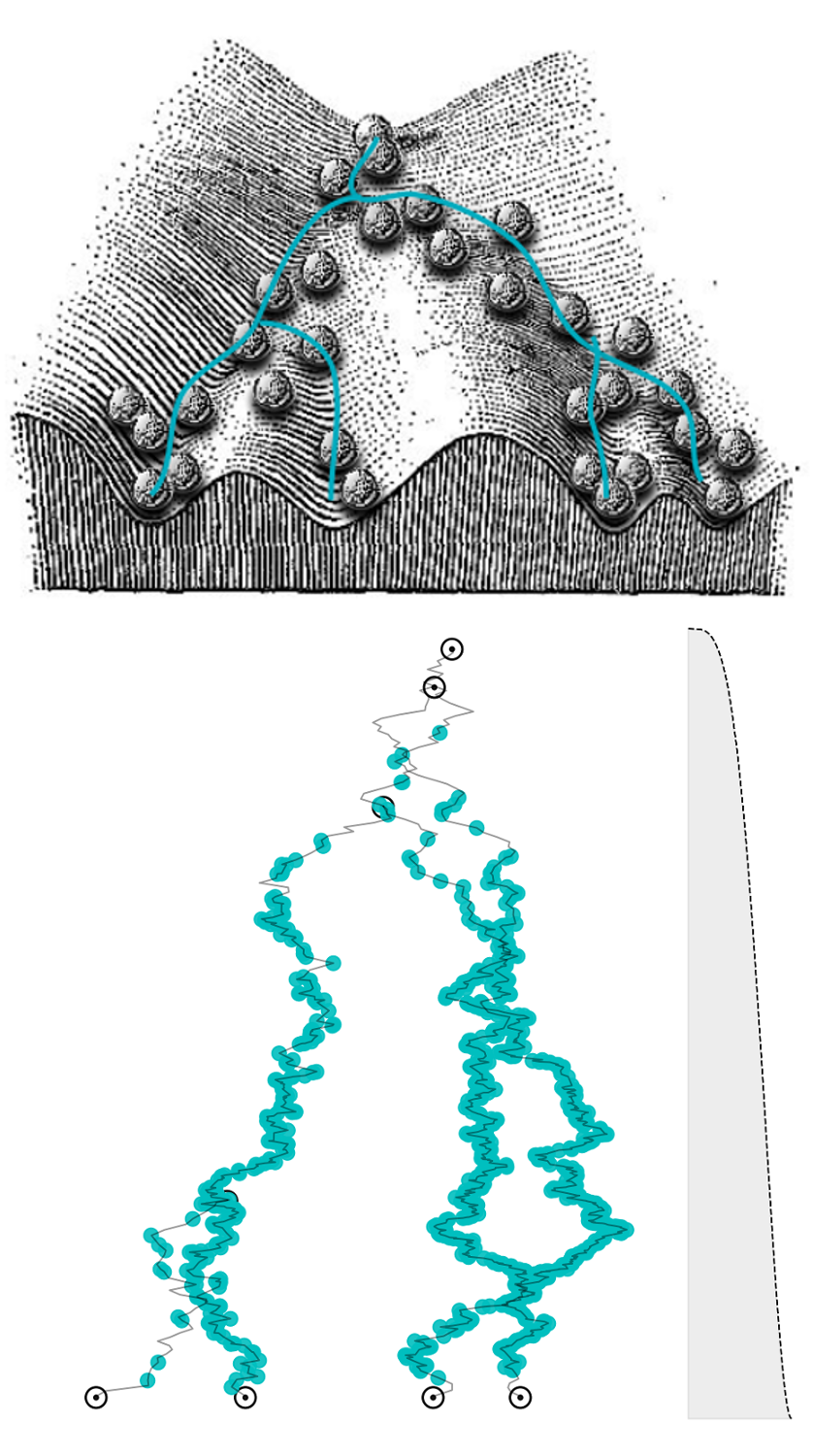 (Probabilistic) paths along Waddington's landscape...