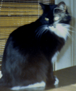 Beth's Cat