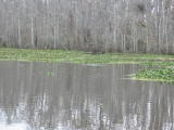 Click on one of the size names above to enlarge this image Click on one of the size names above to enlarge this image