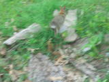 Click on one of the size names above to enlarge this image Click on one of the size names above to enlarge this image