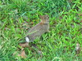 Click on one of the size names above to enlarge this image Click on one of the size names above to enlarge this image
