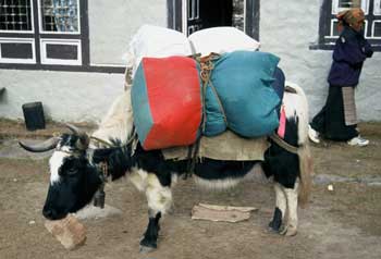 Dzopkio Eating a Box in Dingboche