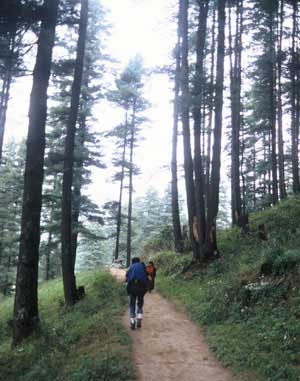 Pine Forest Near Junbesi