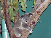 TREX 2002 - Australia & New Zealand