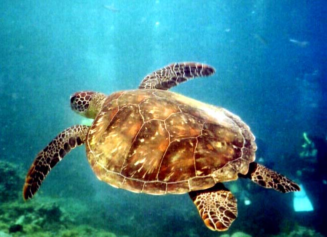 sea turtle