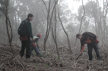 Weeding in Koke'e