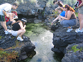 Professor Lisa Moore organizing sampling efforts at an anchialine pond. 