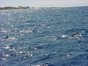 Wild dolphins surrounded our boat while we were snorkeling. We snorkeled with over 60 dolphins. 