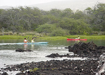 Kayaking on Kaloko Pond. This team is taking conductivity, temperature, depth, and pH measurements.