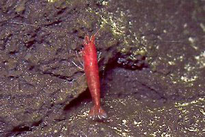 Anchialine ponds have evolved rare and diverse biota many of which are endemic to individual pools. These smallest of red-colored rock shrimp are an example. It's Hawaiian name is Opae'ula.
