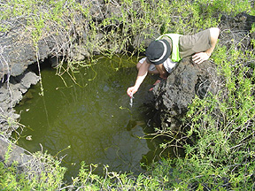 Measuring temperature at another anchialine pond. 