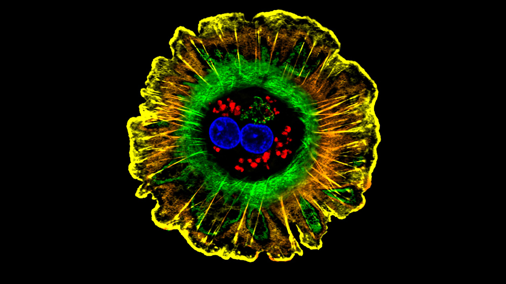 Colorful human liver cell. Credit: Donna Beer Stolz, University of Pittsburgh