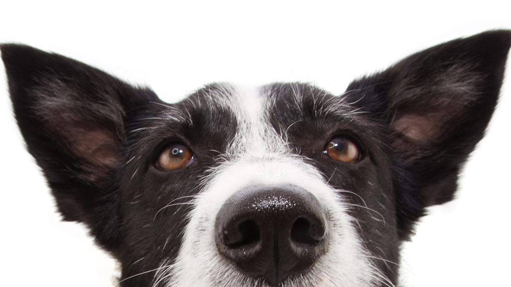 a close up image of a black and white dog's nose