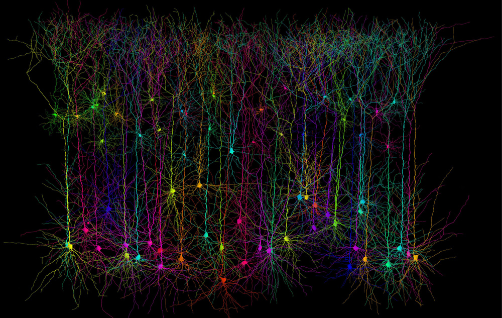 Colorful image of computer-simulated pyramidal neurons.