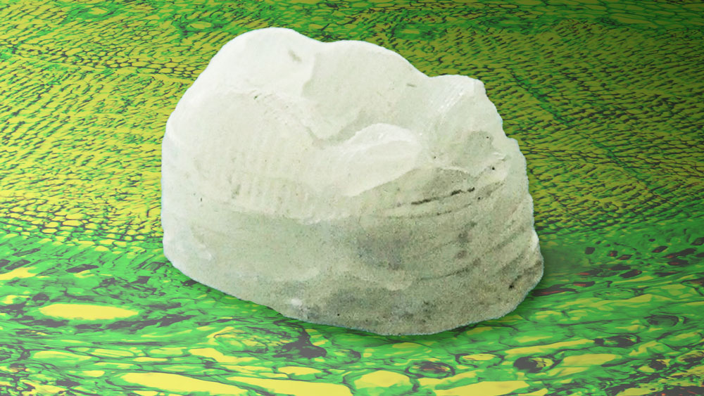 This image shows a printed tooth resting on a background of wood cells. 