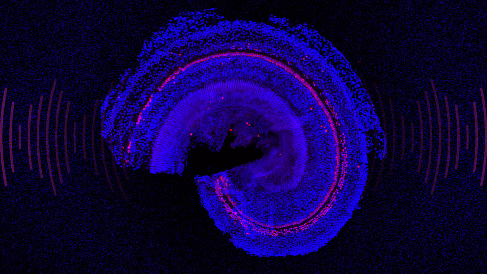 Image shows cellular regeneration, in pink, in a blue preclinical model of sensorineural hearing loss