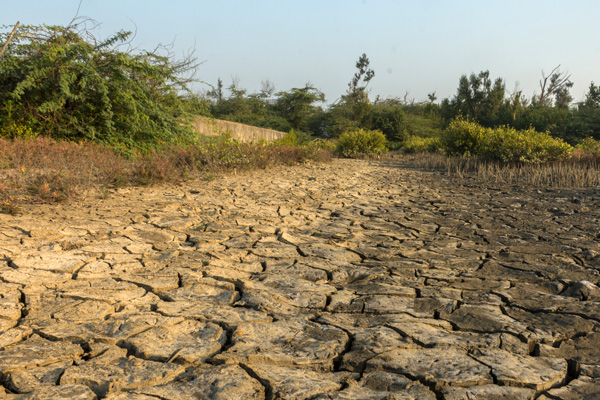 Outdoor rural photo highlights dry, cracked ground and dry plants.  