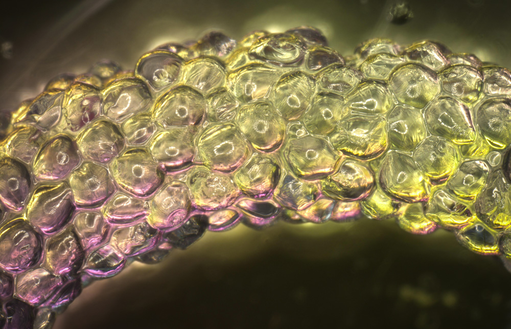 Closeup of squishy hydrogels making a rope. They look like fish eggs or clear water balloons, with pink and yellow light.