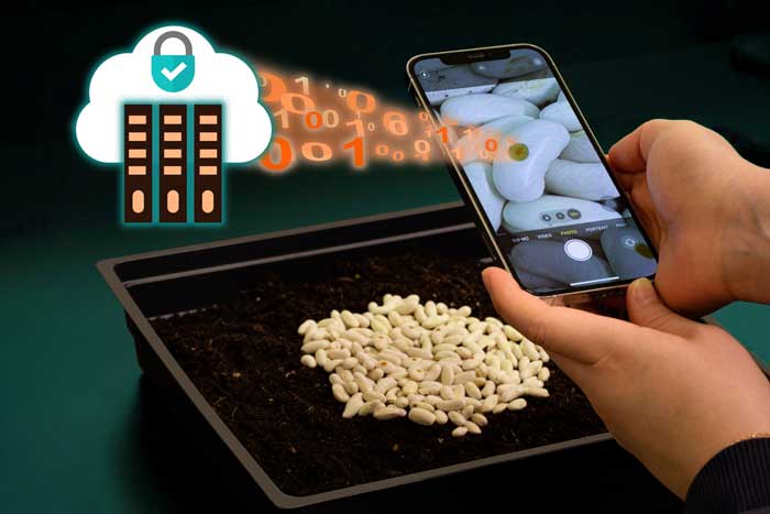 A pile of seeds, with small brown circular tags on them, is inspected with a cell phone’s camera. A sing brownish seed tag is seen clearly on the phone’s screen. Then, 0’s and 1’s emanate from the camera and go to an illustration of a cloud and server, signifying the way the seed tags are verified remotely.