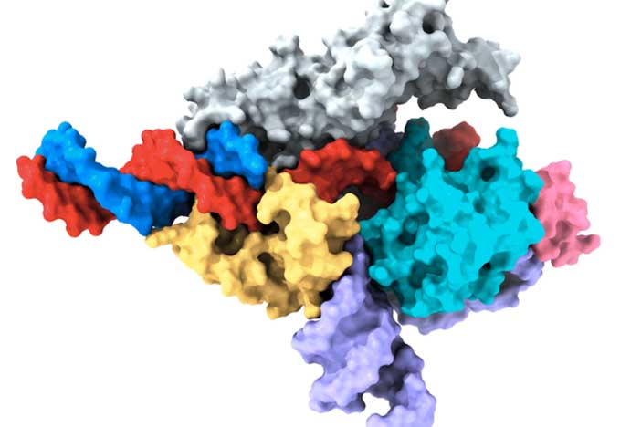 Colorful 3D rendering, pictured is a Cryo-EM map of a Fanzor protein (gray, yellow, light blue, and pink) in complex with ωRNA (purple) and its target DNA (red). A non-target DNA strand is in blue.