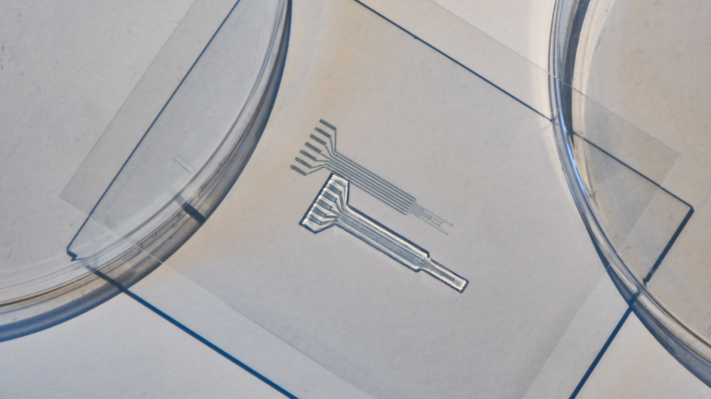 Between two petri dishes and on a rectangle of glass is a tiny device made from the new Jell-O-like polymer hydrogel. Shaped like a rake, it has paths inside to connect electrodes. 