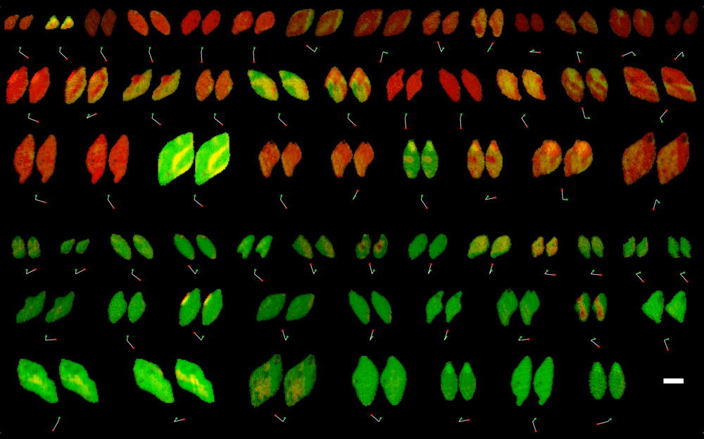 7 rows of paired almond-shaped objects are colored red, green, and yellow. Each pair is very similar to each other.