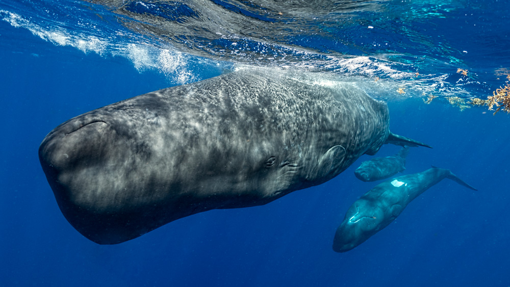 3 sperm whales swim towards the camera through the blue water. One is closer to the camera and their back touches the water’s surface.