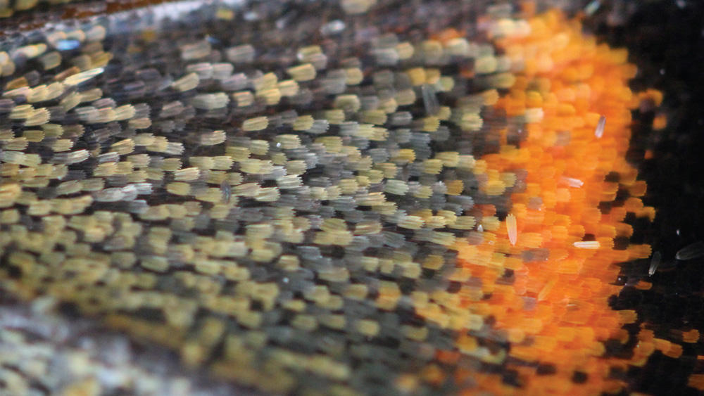 Spotlight Butterfly Wings MIT Massachusetts Institute Of Technology Spotlight Butterfly Wings MIT Massachusetts Institute Of Technology