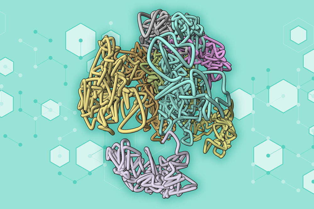 Several noodly strands of chromosomes balled together.