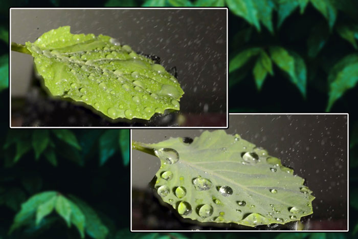 leaves with droplets