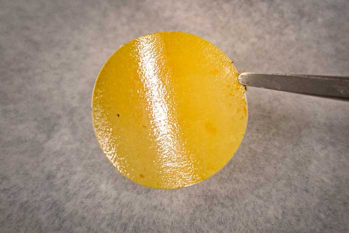 tiny circular membrane held by tweezers