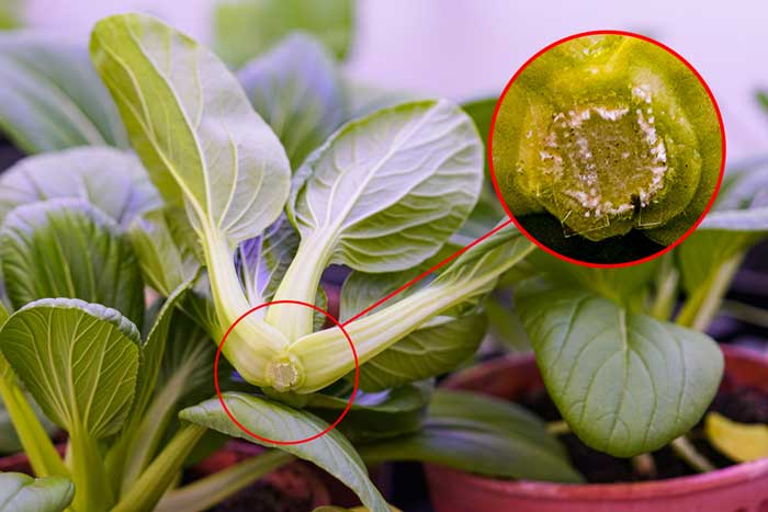 Pak choy with small patch on bottom