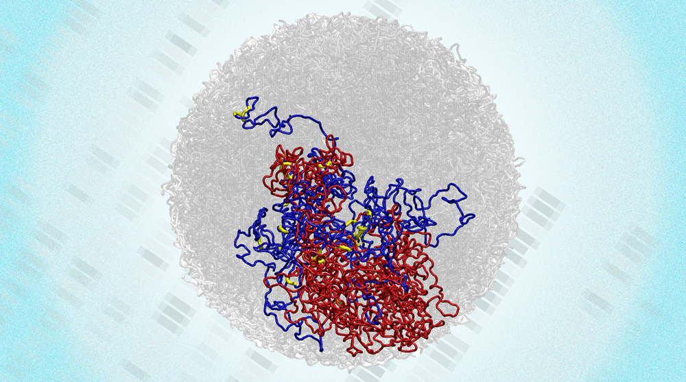 microcompartments within a 3D structure of the genome