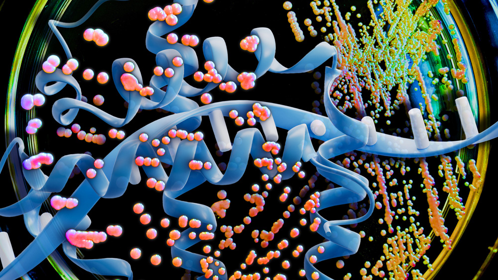 A DNA strand floats about an agar dish of yeast mold