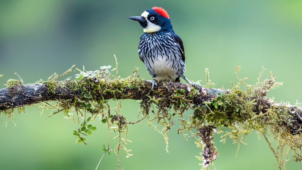 acorn woodpecker with red feathers on top of head