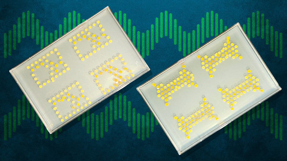2 rectangular boxes show a grid of yellow dots that are grown cells