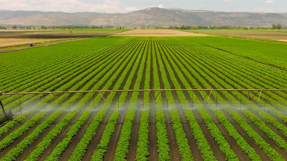 green field of crops
