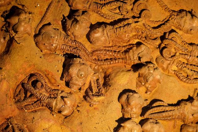 Crinoid fossils from the Permian Period. A new model suggests that the end-Permian and other mass extinctions on Earth may occur when environmental change outpaces the ability of species to adapt.