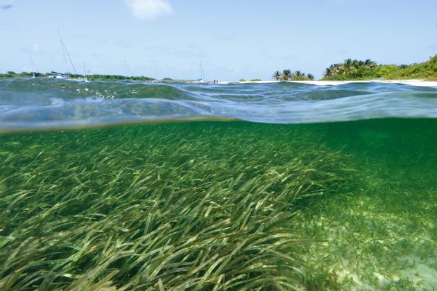 One key factor in determining where microparticles are likely to build up has to do with the presence of biofilms — thin, sticky biopolymer layers shed by microorganisms, which can accumulate on surfaces, including sandy riverbeds or seashores.