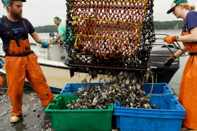 Oyster farmers work from a floating barge in the Damariscotta River Estuary in Maine, where they harvest and sort grown oysters.
